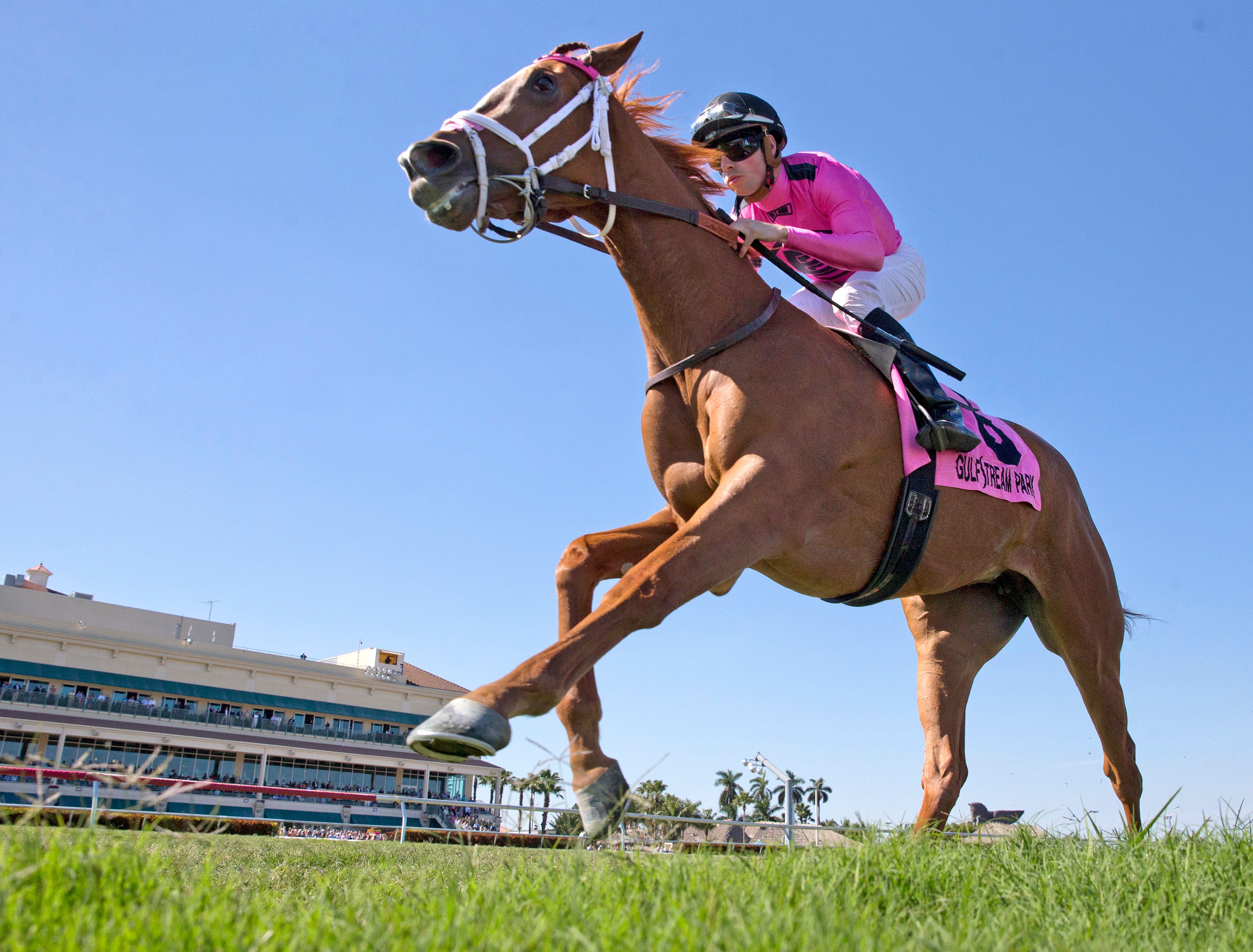 Catch a Glimpse returns a winner in Stakes